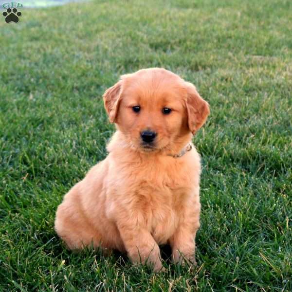 Tanner, Golden Retriever Puppy