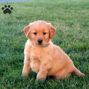 Tanner, Golden Retriever Puppy