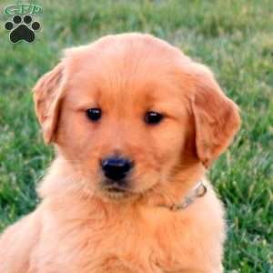 Tanner, Golden Retriever Puppy