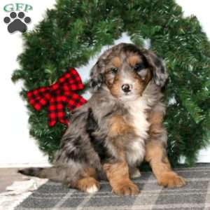 Taryn, Bernedoodle Puppy