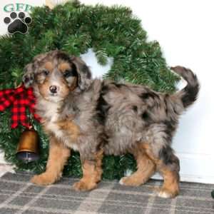 Taryn, Bernedoodle Puppy