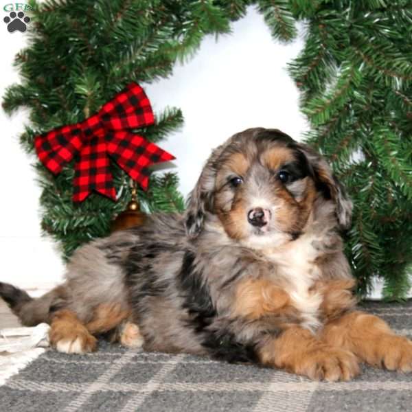 Taryn, Bernedoodle Puppy