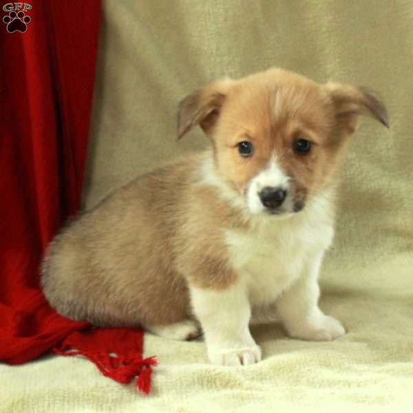 Tate, Pembroke Welsh Corgi Puppy