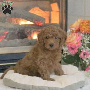 Tate, Cavapoo Puppy