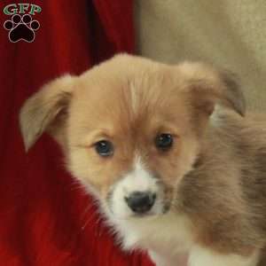Tate, Pembroke Welsh Corgi Puppy