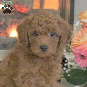Tate, Cavapoo Puppy