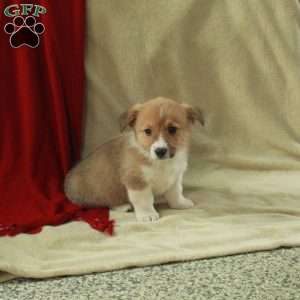 Tate, Pembroke Welsh Corgi Puppy