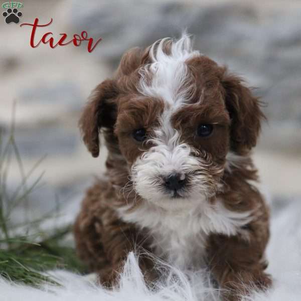 Tazor, Toy Poodle Puppy