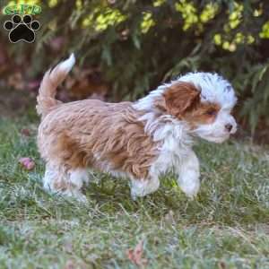 Teddy, Cavapoo Puppy