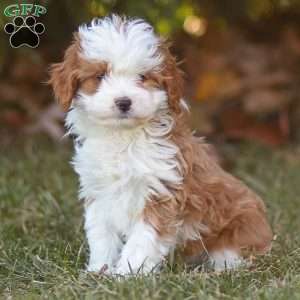 Teddy, Cavapoo Puppy
