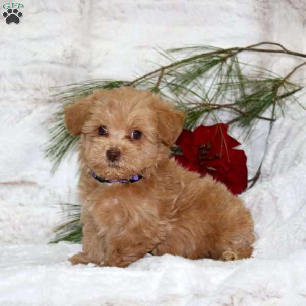 Teddy Bear, Toy Poodle Mix Puppy