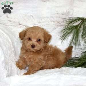 Teddy Bear, Toy Poodle Mix Puppy