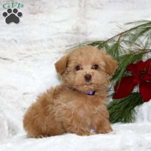 Teddy Bear, Toy Poodle Mix Puppy