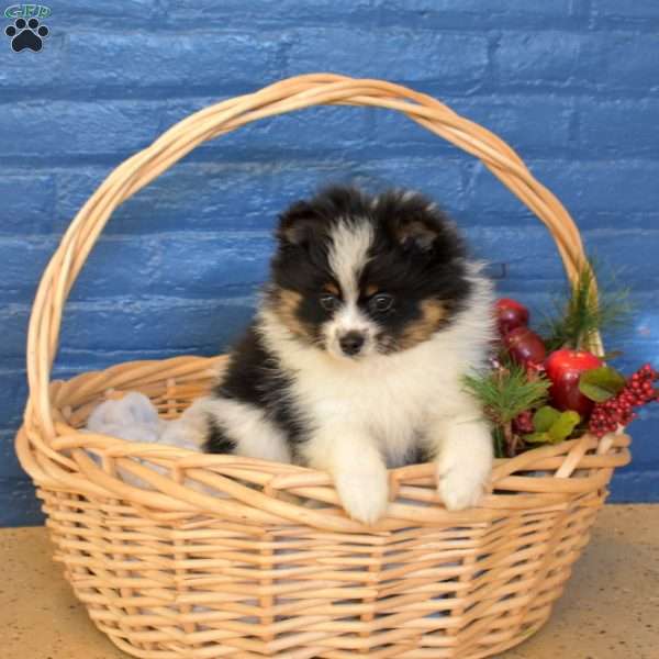 Teddy, Pomsky Puppy