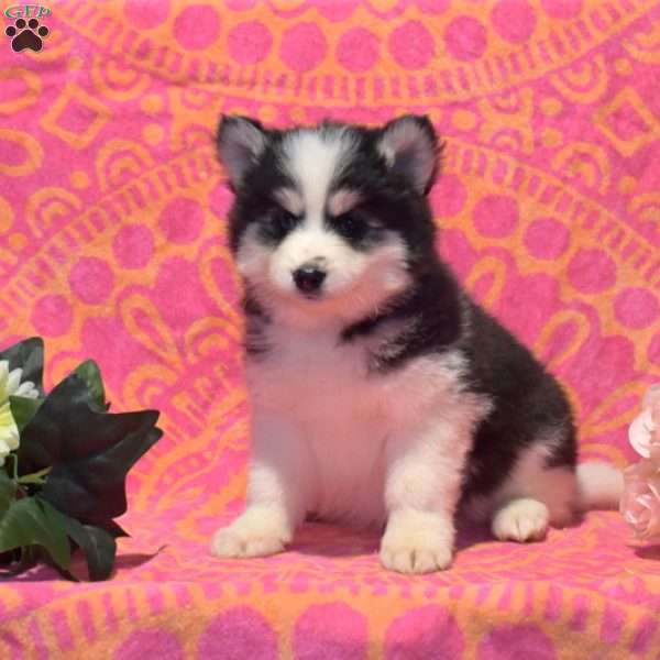 Teddy, Pomsky Puppy