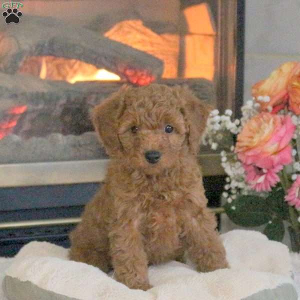 Teddy, Cavapoo Puppy