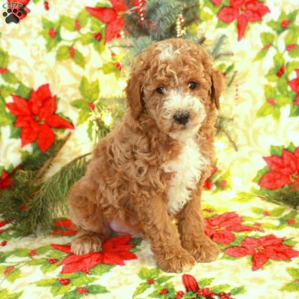 Teddy, Miniature Poodle Puppy