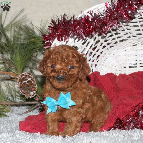 Teddy, Toy Poodle Puppy