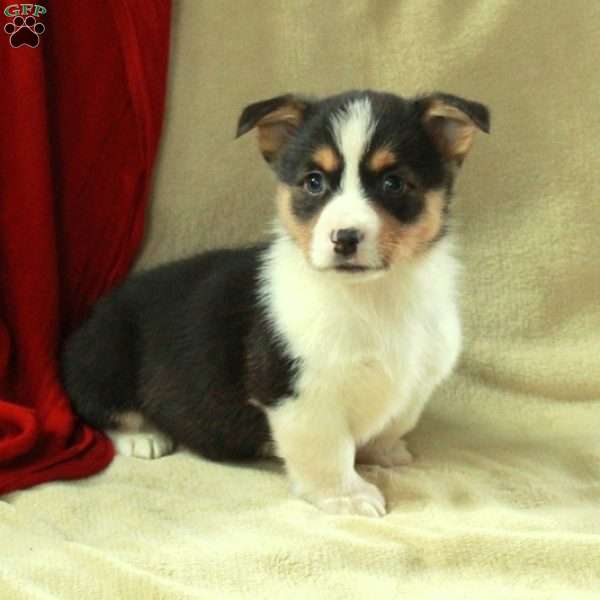 Teddy, Pembroke Welsh Corgi Puppy