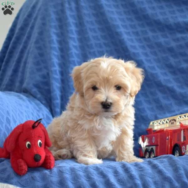 Teddy, Maltipoo Puppy