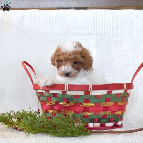 Teddy, Toy Poodle Puppy