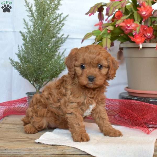 Teddy, Cavapoo Puppy