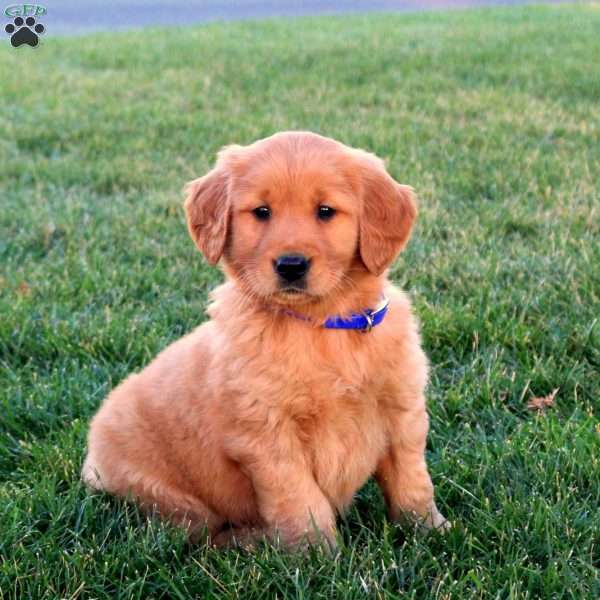 Teddy, Golden Retriever Puppy