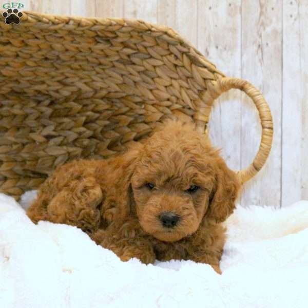Teddy-F1BB, Mini Goldendoodle Puppy