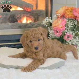 Teddy, Cavapoo Puppy