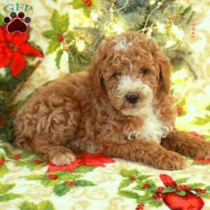Teddy, Miniature Poodle Puppy