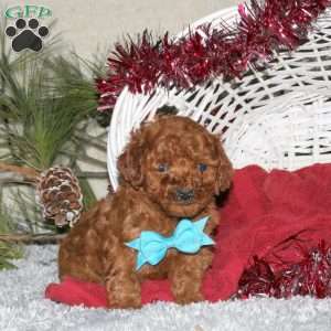 Teddy, Toy Poodle Puppy