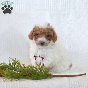 Teddy, Toy Poodle Puppy