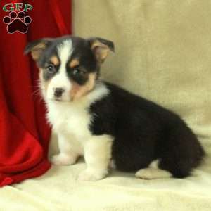 Teddy, Pembroke Welsh Corgi Puppy
