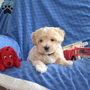 Teddy, Maltipoo Puppy