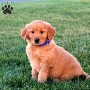 Teddy, Golden Retriever Puppy