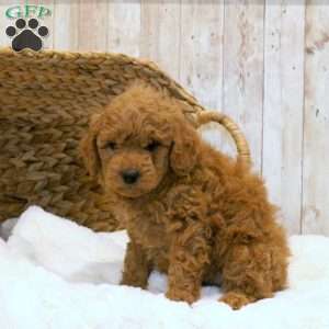 Teddy-F1BB, Mini Goldendoodle Puppy