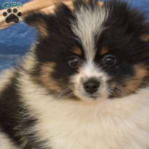 Teddy, Pomsky Puppy
