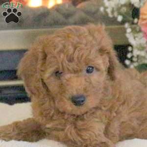 Teddy, Cavapoo Puppy