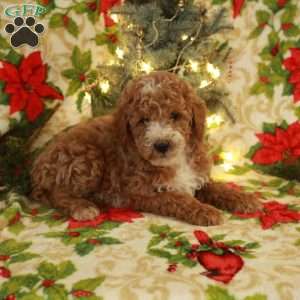 Teddy, Miniature Poodle Puppy