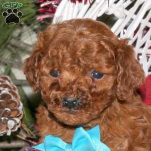 Teddy, Toy Poodle Puppy