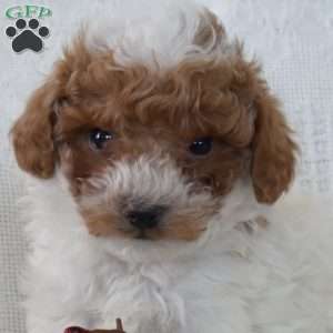 Teddy, Toy Poodle Puppy