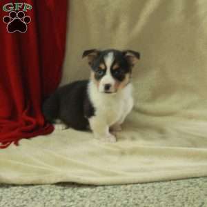 Teddy, Pembroke Welsh Corgi Puppy