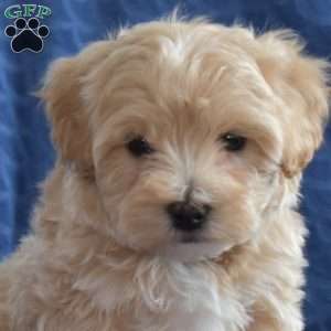 Teddy, Maltipoo Puppy