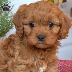 Teddy, Cavapoo Puppy
