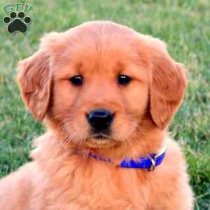 Teddy, Golden Retriever Puppy