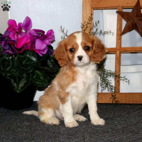 Teddy, Cavalier King Charles Spaniel Puppy