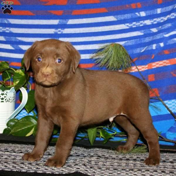 Teddy, Chocolate Labrador Retriever Puppy