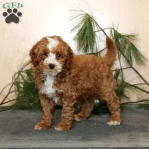 Teddy, Mini Labradoodle Puppy