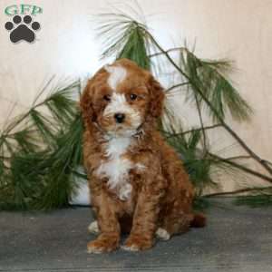 Teddy, Mini Labradoodle Puppy