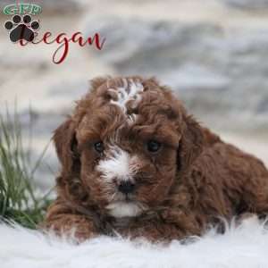 Teegan, Toy Poodle Puppy